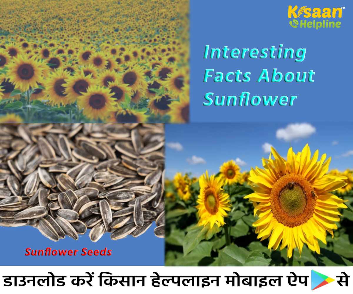 रोचक तथ्य: जानिए सूरजमुखी से जुड़े हैरान कर देने वाले आश्चर्यजनक तथ्यों के बारे में